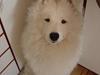 Samojedhund Walther