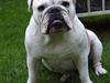 Engelsk bulldog Mulle
