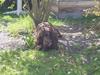 Cocker spaniel Tjili