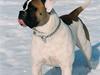 Amerikansk bulldog Zorro