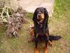 Gordon setter Fiona (Fie) *død*  [ Himmelhund]