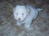 Coton de tulear Maja