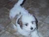 Coton de tulear Moby