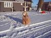 Amerikansk cocker spaniel da-nillo ( nillo )(død)
