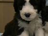 Bearded collie Megan