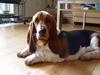 Basset hound Holger