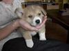 Welsh corgi pembroke Nicky
