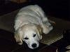Golden retriever Asterix