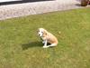 Beagle Molly