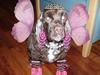 Amerikansk cocker spaniel PRINSESSE Tessa