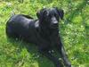 Labrador retriever Pepper [ Himmelhund]