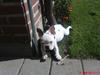 Fransk bulldog Malou