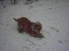Cocker spaniel Mikkel - R.I.P