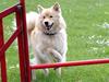 Finsk lapphund Kuopio Lucas (Himmelhund)