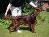 Irsk setter Apollo - vores engel 