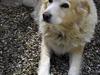 Siberian husky / labrador Luna