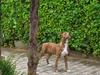 Amerikansk staffordshire terrier Chico