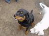 Rottweiler Bella