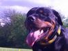 Rottweiler Pin Ball Black Devil RIP [ Himmelhund]