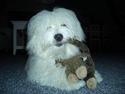 Coton de tulear Chicco