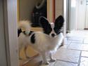 Papillon Alexander