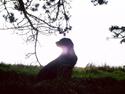 Flat coated retriever Tinke