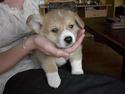 Welsh corgi pembroke Nicky
