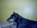 Dobermann Baba Talpa