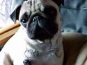 Mops Celine