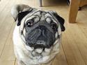 Mops Hannibal