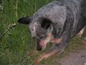 Australsk cattledog Dinky