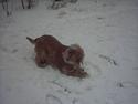 Cocker spaniel Mikkel - R.I.P