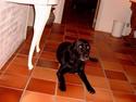 Labrador retriever sandie