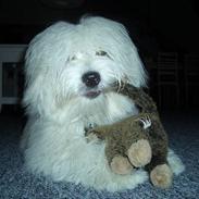 Coton de tulear Chicco