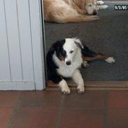 Australian shepherd Olga