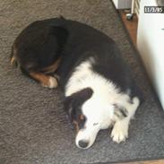 Australian shepherd Olga