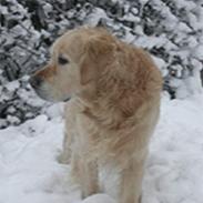 Golden retriever West End If I Were A King