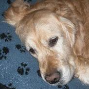 Golden retriever West End If I Were A King