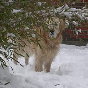 Golden retriever West End If I Were A King