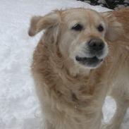 Golden retriever West End If I Were A King