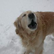 Golden retriever West End If I Were A King