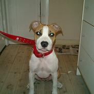 Amerikansk staffordshire terrier Malou