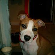 Amerikansk staffordshire terrier Malou