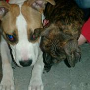 Amerikansk staffordshire terrier Malou