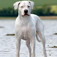 Dogo argentino Emilia