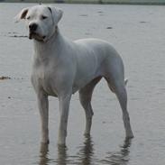 Dogo argentino Emilia