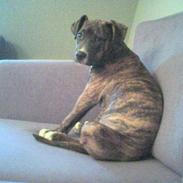 Amerikansk staffordshire terrier Zica