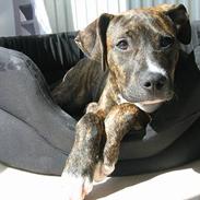 Amerikansk staffordshire terrier Zica