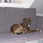 Amerikansk staffordshire terrier Zica