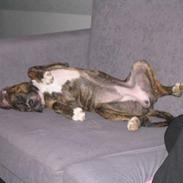 Amerikansk staffordshire terrier Zica